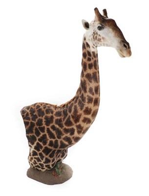 Lot 2048 - Taxidermy: A Fine Example of a Southern Giraffe Shoulder Mount (Giraffa giraffa), modern, a...