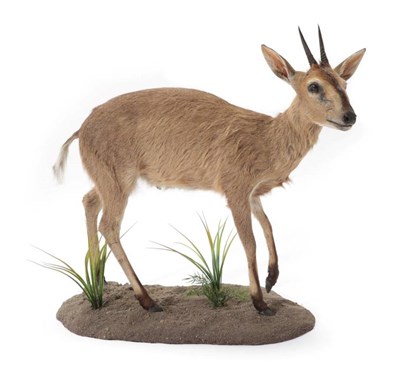 Lot 2049 - Taxidermy: A Common Grey Duiker Full Mount (Sylvicapra grimmia), modern, a high quality full...