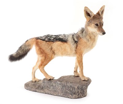 Lot 2050 - Taxidermy: Black-Backed Jackal (Canis mesomelas), modern, a high quality full mount stood upon...