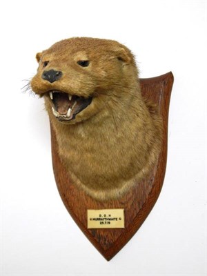 Lot 2051 - Taxidermy: A Eurasian Otter Mask (Lutra lutra), circa 25/07/1919, an adult otter mask looking...