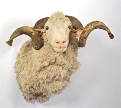 Lot 2052 - Taxidermy: Merino Sheep (Ovis aries), modern, shoulder mount with head turning slightly to the...