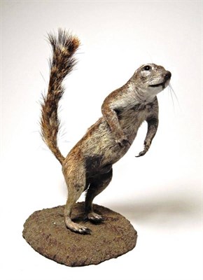 Lot 2054 - Taxidermy: Southern Ground Squirrel (Xerus inauris), modern, a full mount stood upon its hind...