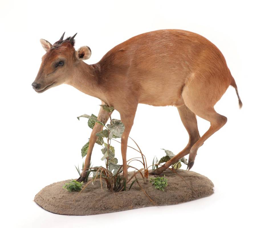 Lot 2055 - Taxidermy: A Rare Southern Natal Red Duiker (Cephalophus natalensis), modern, Rowland Ward...