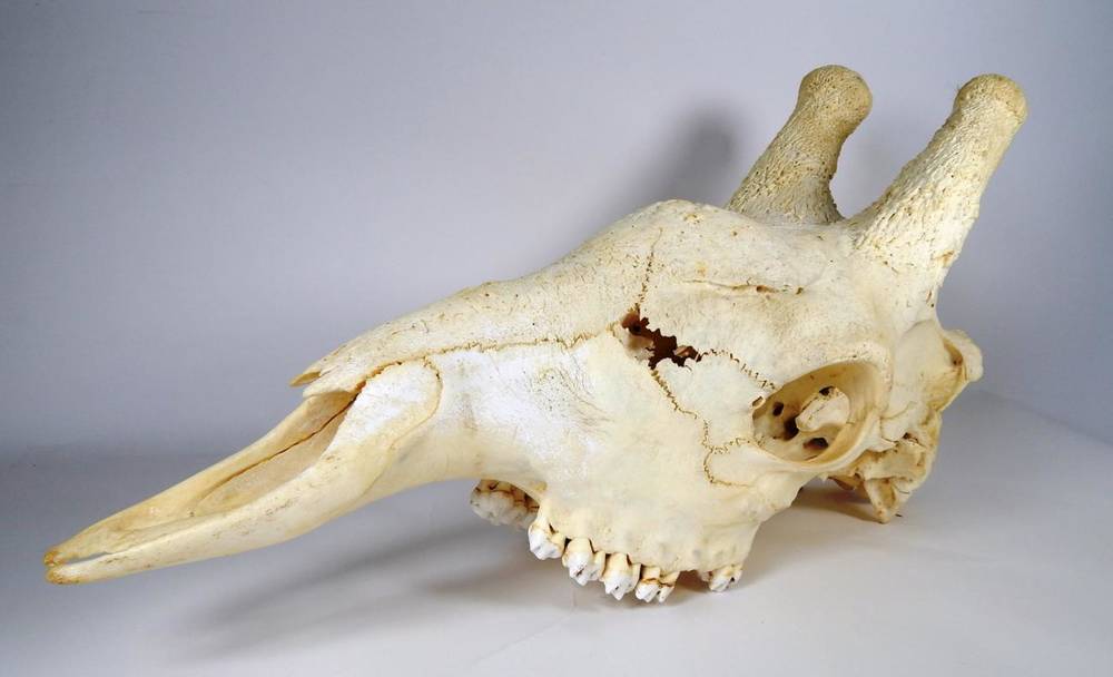 Lot 2056 - Skulls/Anatomy: Southern Giraffe Skull (Giraffa giraffa), modern, a large full upper skull,...