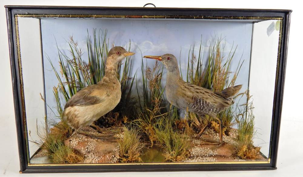 Lot 2058 - Taxidermy: A Cased Water Rail and Dabchick, by John Cooper and Son's, 28 Radnor Street, St...