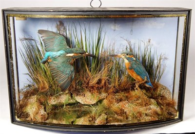 Lot 2060 - Taxidermy: A Cased Pair of European Kingfishers (Alcedo athis), by John Cooper & Sons, 28...