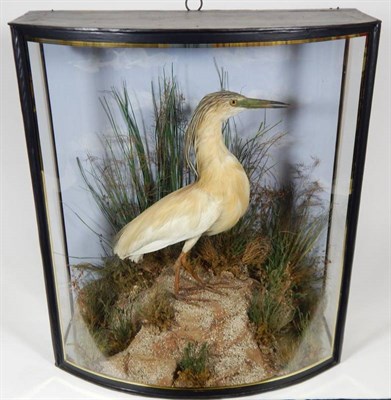 Lot 2061 - Taxidermy: A Cased Squacco Heron (Ardeola ralloides), by John Cooper, 28 Radnor Street, St...