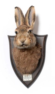 Lot 2063 - Taxidermy: A Hare Head Mount (Lepus timidus), circa 04/11/1935, by Peter Spicer & Sons,...