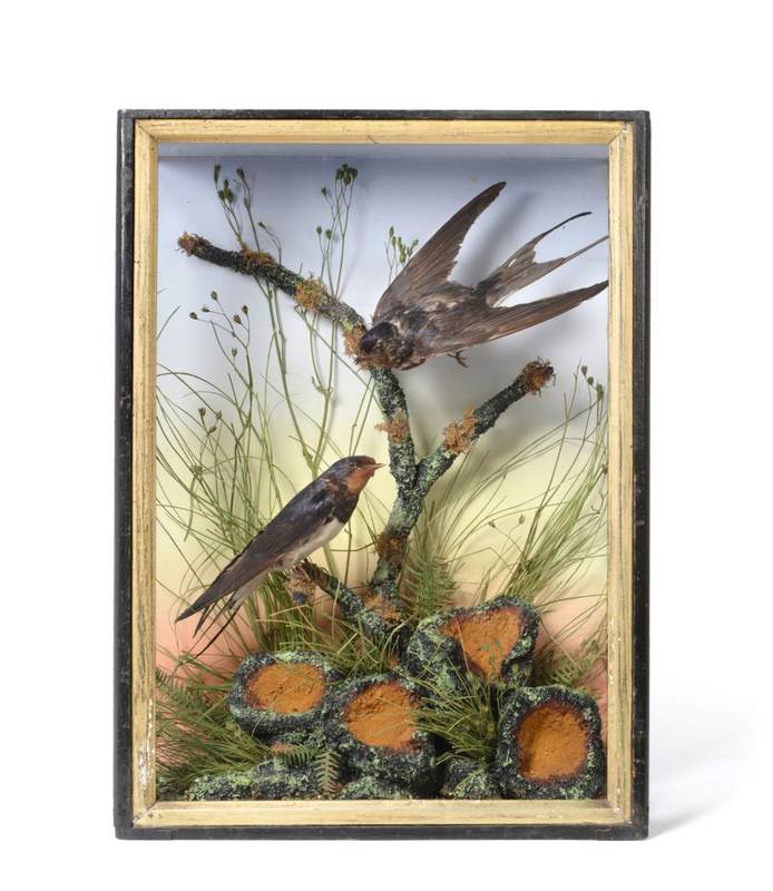 Lot 2064 - Taxidermy: A Cased Pair of European Barn Swallows (Hirundo rustica), by Lewis Hutton,...