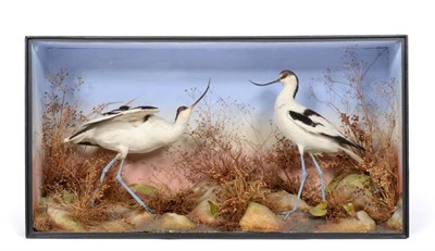 Lot 2065 - Taxidermy: A Victorian Cased Pair of Pied Avocets (Recurvirostra avosetta), by James Gardner,...
