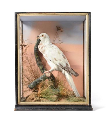 Lot 2066 - Taxidermy: A Cased White Pigeon, circa 1914, by Robert Clarke, Snettisham, nr Kings Lynn, full...