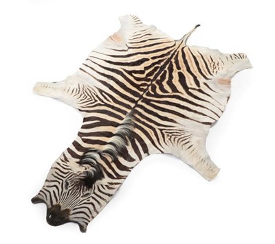 Lot 2068 - Hides/Skins: A High Quality Burchell's Zebra Skin (Equus quagga), modern, a full flat skin with...