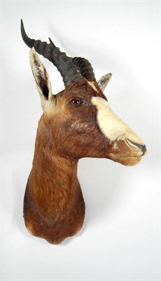 Lot 2071 - Taxidermy: Blesbok (Damaliscus pygargus phillipsi), modern, shoulder mount looking to the left,...
