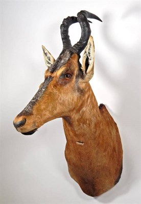 Lot 2072 - Taxidermy: Red Hartebeest (Alcelaphus caama), modern, high quality shoulder mount, with head...
