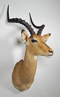 Lot 2073 - Taxidermy: Common Impala (Aepyceros melampus), modern, high quality shoulder mount facing...