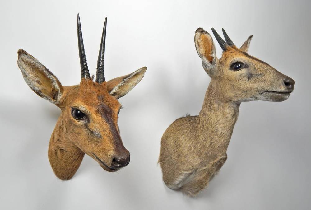 Lot 2074 - Taxidermy: Common Grey Duiker (Sylvicapra grimmia), modern, male shoulder mount looking...