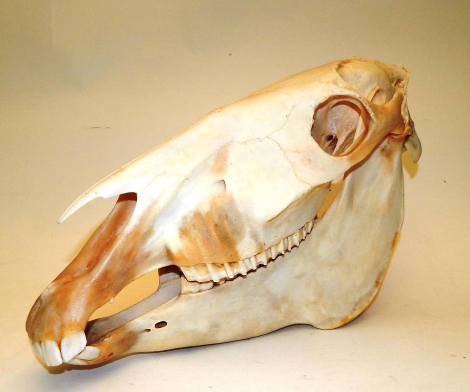 Lot 2075 - Skulls/Anatomy: Burchell's Zebra Skull (Equus quagga), modern, complete bleached skull, 45cm by...