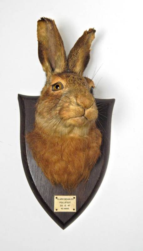 Lot 2077 - Taxidermy: A Hare Head Mount (Lepus timidus), circa 1947, by Peter Spicer & Sons, Taxidermists,...