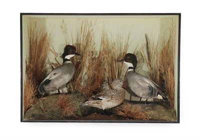 Lot 2079 - Taxidermy: A Late Victorian Cased Diorama of Rare Falcated Teal/Duck (Mareca falcata), by H.N....