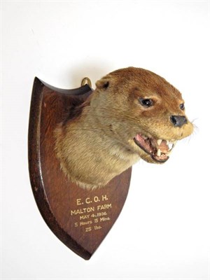 Lot 2080 - Taxidermy: A Eurasian Otter Mask (Lutra lutra), circa May 04th 1936, by William Farren, Naturalist