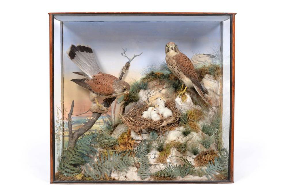 Lot 2083 - Taxidermy: A Victorian Cased Diorama of Common Kestrels (Falco tinnunculus), circa 1880-1900, a...