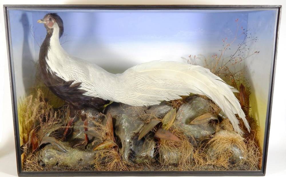 Lot 2084 - Taxidermy: A Victorian Cased Silver Pheasant (Lophura nycthemera), 1879-1904, by George Butt,...