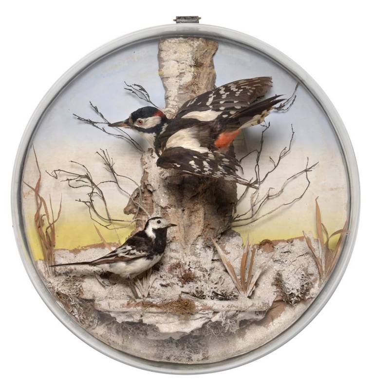 Lot 2085 - Taxidermy: A Victorian Domed Wall Case Great Spotted Woodpecker and Pied Wagtail, both full mounts