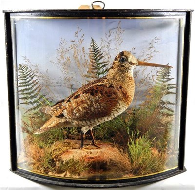 Lot 2086 - Taxidermy: A Cased Eurasian Woodcock (Scolopax rusticola), by John Cooper & Sons, 28 Radnor Street