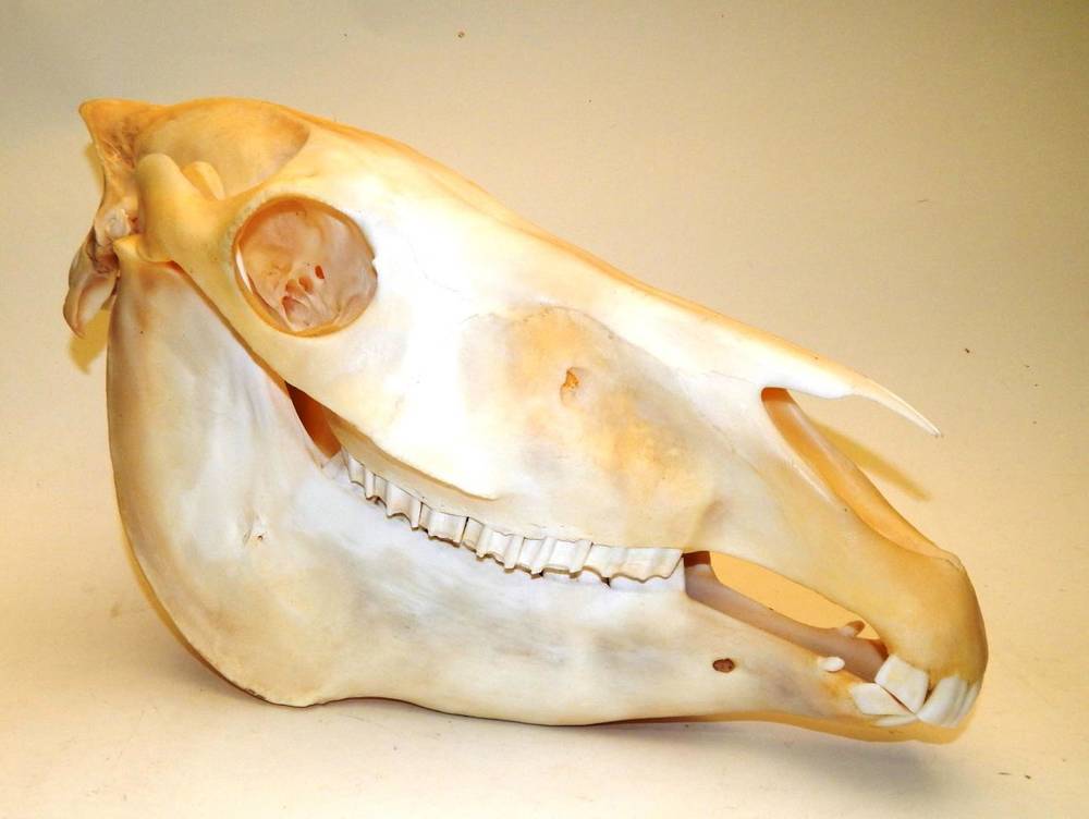 Lot 2088 - Skulls/Anatomy: Burchell's Zebra Skull (Equus quagga), modern, complete bleached skull, 45cm by...