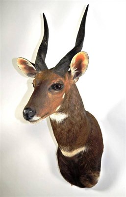 Lot 2089 - Taxidermy: Cape Bushbuck (Tragelaphus sylvaticus), modern, high quality shoulder mount looking...