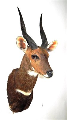 Lot 2089 - Taxidermy: Cape Bushbuck (Tragelaphus sylvaticus), modern, high quality shoulder mount looking...