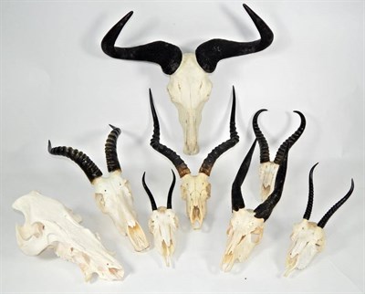 Lot 2090 - Antlers/Horns: A Selection of African Hunting Trophy Skulls, a varied selection of African...