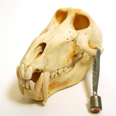 Lot 2092 - Skulls/Anatomy: Olive Baboon Skull (Papio hamadryas), circa 2006, Togo, complete bleached...