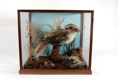 Lot 2093 - Taxidermy: A Cased Laughing Kookaburra (Dacelo novaeguineae), by C. J. Dennis, World of Nature,...