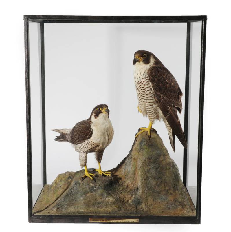 Lot 2097 - Taxidermy: A Pair of Cased Peregrine Falcons (Falco peregrinus), circa 1900-1920, by Rowland...