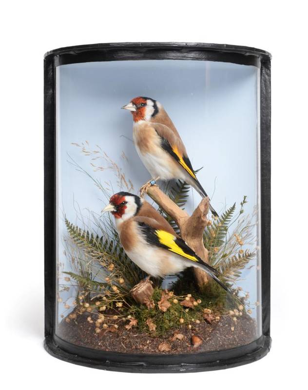 Lot 2098 Taxidermy European Goldfinches (Carduelis
