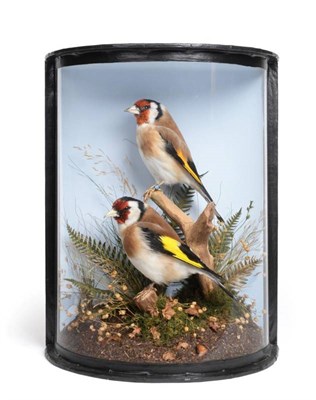 Lot 2098 - Taxidermy: European Goldfinches (Carduelis carduelis), modern, by John Burton, Taxidermy, Butt...