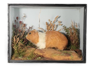 Lot 2099 - Taxidermy: A Victorian Cased Guinea Pig (Cavia pocellus), by T.E. Gunn, Naturalist, 86 St Giles...