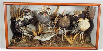 Lot 2101 - Taxidermy: A Late Victorian Cased Diorama of Ruffs (Philomachus pugnax), by J & R Reynolds,...