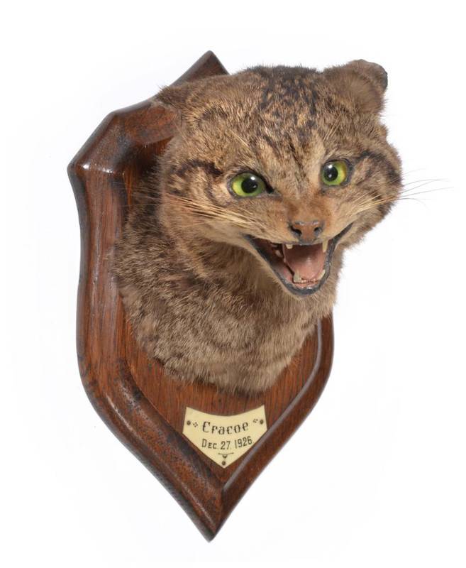 Lot 2102 - Taxidermy: A Wildcat Head Mount (Felis sylvestris), circa 1926, by Henry Murray & Son, Bank...