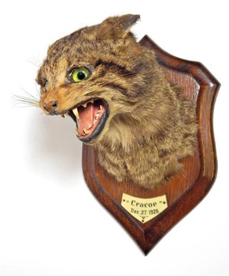 Lot 2102 - Taxidermy: A Wildcat Head Mount (Felis sylvestris), circa 1926, by Henry Murray & Son, Bank...