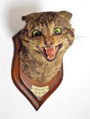 Lot 2102 - Taxidermy: A Wildcat Head Mount (Felis sylvestris), circa 1926, by Henry Murray & Son, Bank...