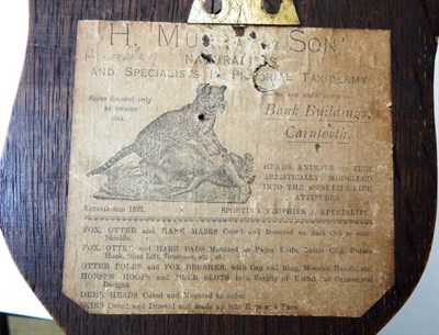 Lot 2102 - Taxidermy: A Wildcat Head Mount (Felis sylvestris), circa 1926, by Henry Murray & Son, Bank...