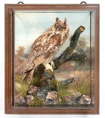Lot 2103 - Taxidermy: A Late Victorian Cased Long-Eared Owl (Asio otus), by Henry Murray & Son,...