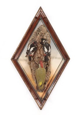 Lot 2104 - Taxidermy: A Diamond Shaped Cased Diorama of a Pair of Great Spotted Woodpeckers and Green...