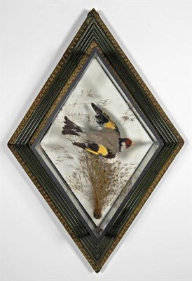 Lot 2105 - Taxidermy: A Diamond Shaped Cased European Goldfinch (Carduelis carduelis), by George Bazeley,...