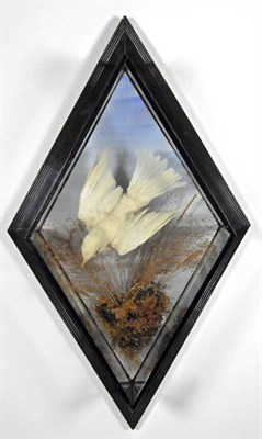 Lot 2106 - Taxidermy: A Diamond Shaped Cased Albino Blackbird (Turdus merula), by H.H. Bryant, Naturalist,...