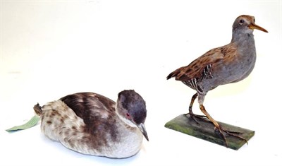 Lot 2107 - Taxidermy: A Water Rail and Black-Necked Grebe (Rallus aquaticus / Podiceps nigricollis), by...