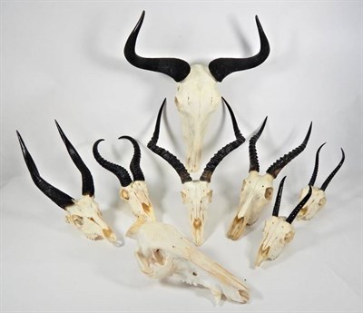 Lot 2108 - Antlers/Horns: A Selection of African Hunting Trophy Skulls, a varied selection of African...