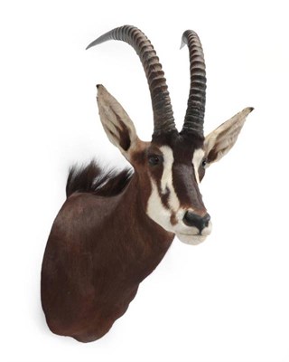 Lot 2111 - Taxidermy: Southern Sable Antelope (Hippotragus niger niger), modern, high quality shoulder...